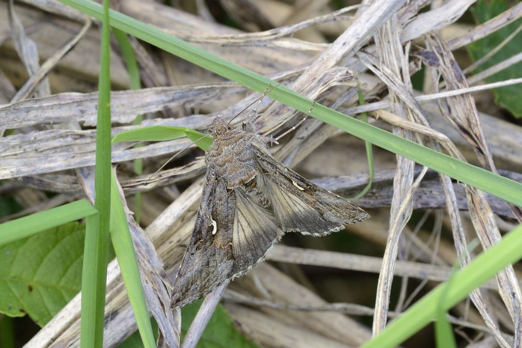 Abrostola reiplasia? - No, Autographa gamma